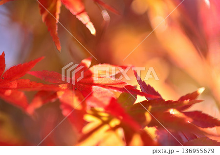 秋の風物詩 紅葉 秋の風物詩 紅葉 136955679
