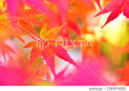 秋の風物詩　紅葉 136955683