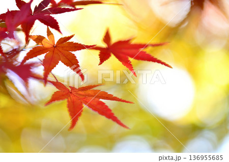 秋の風物詩 紅葉 秋の風物詩 紅葉 136955685