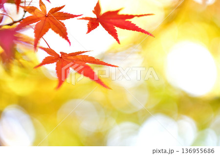 秋の風物詩 紅葉 秋の風物詩 紅葉 136955686