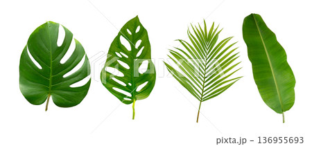 Banana, palm and monstera green leaf tropical plant isolated on white background. 136955693