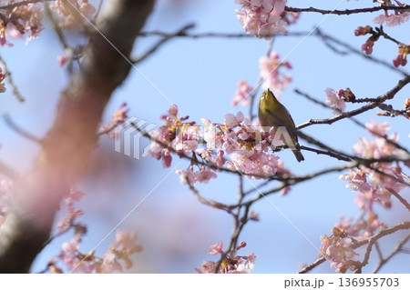 河津桜にとまる美しいメジロ 見上げる 河津桜にとまる美しいメジロ 見上げる 136955703