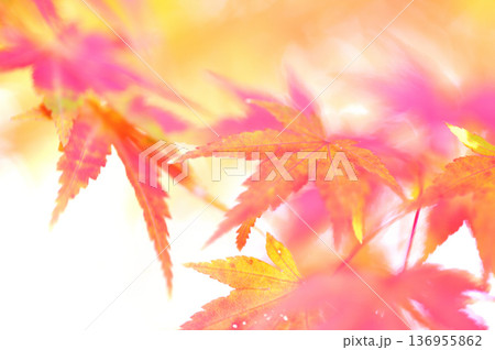 秋の風物詩　紅葉 136955862