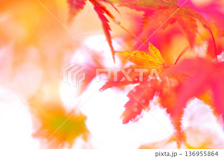 秋の風物詩 紅葉 秋の風物詩 紅葉 136955864