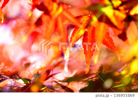秋の風物詩　紅葉 136955869