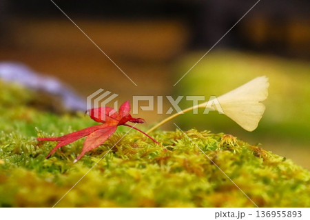 岩戸落葉神社 136955893