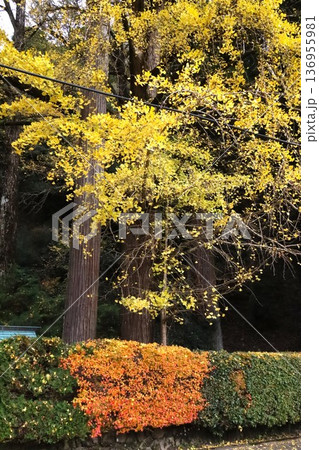 岩戸落葉神社 岩戸落葉神社 136955981