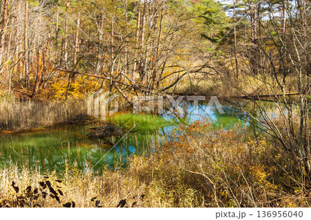 秋の福島裏磐梯 紅葉の五色沼湖沼群 赤沼 秋の福島裏磐梯 紅葉の五色沼湖沼群 赤沼 136956040