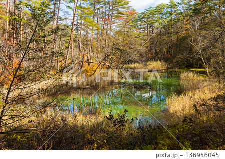 秋の福島裏磐梯　紅葉の五色沼湖沼群　赤沼 136956045