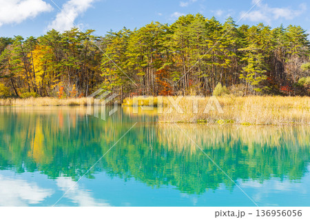 秋の福島裏磐梯 紅葉の五色沼湖沼群 弁天沼 秋の福島裏磐梯 紅葉の五色沼湖沼群 弁天沼 136956056
