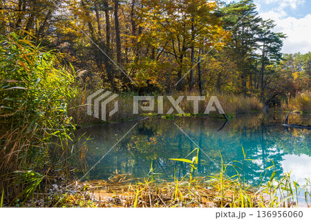 秋の福島裏磐梯 紅葉の五色沼湖沼群 弁天沼 秋の福島裏磐梯 紅葉の五色沼湖沼群 弁天沼 136956060