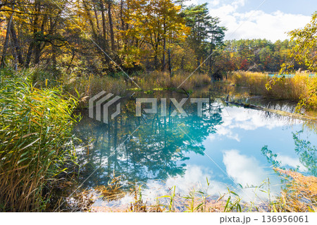秋の福島裏磐梯　紅葉の五色沼湖沼群　弁天沼 136956061