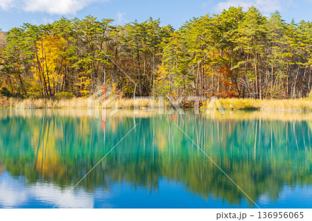 秋の福島裏磐梯　紅葉の五色沼湖沼群　弁天沼 136956065