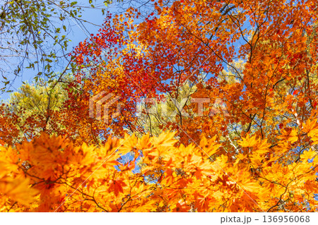 秋の福島裏磐梯 紅葉の五色沼湖沼群 秋の福島裏磐梯 紅葉の五色沼湖沼群 136956068
