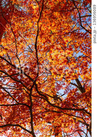 秋の福島裏磐梯　紅葉の五色沼湖沼群 136956089