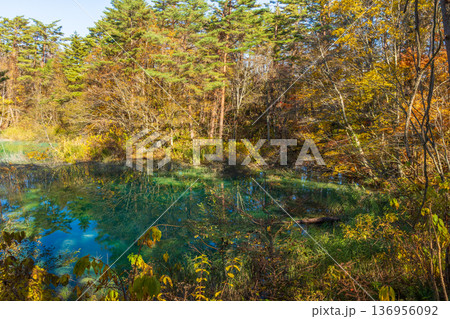 秋の福島裏磐梯 紅葉の五色沼湖沼群 青沼 秋の福島裏磐梯 紅葉の五色沼湖沼群 青沼 136956092