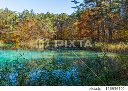 秋の福島裏磐梯 紅葉の五色沼湖沼群 青沼 秋の福島裏磐梯 紅葉の五色沼湖沼群 青沼 136956101