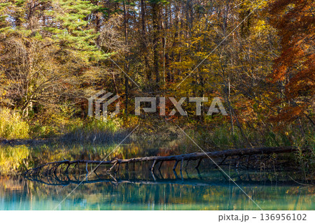 秋の福島裏磐梯　紅葉の五色沼湖沼群　青沼 136956102