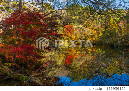 秋の福島裏磐梯　紅葉の五色沼湖沼群　母沼 136956122