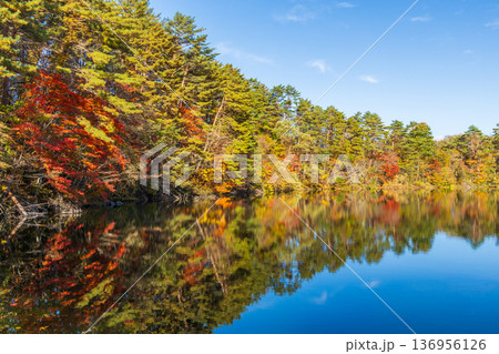 秋の福島裏磐梯 紅葉の五色沼湖沼群 柳沼 秋の福島裏磐梯 紅葉の五色沼湖沼群 柳沼 136956126