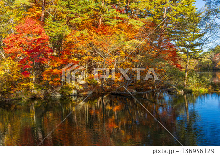 秋の福島裏磐梯　紅葉の五色沼湖沼群　柳沼 136956129