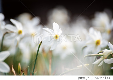 White daffodil narcissus flowers on Golica mountain, Slovenia, at spring. Easter background 136956133