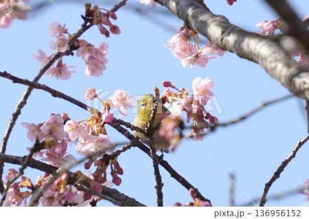 河津桜にとまる　まんまる可愛いメジロ 　ひょっこり 136956152