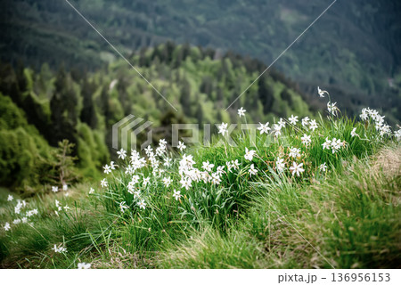 White daffodil narcissus flowers on Golica mountain in Karavanke range, Slovenia, at spring White daffodil narcissus flowers on Golica mountain in Karavanke range, Slovenia, at spring 136956153