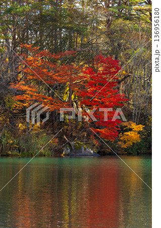 秋の福島裏磐梯 紅葉の五色沼湖沼群 毘沙門沼 秋の福島裏磐梯 紅葉の五色沼湖沼群 毘沙門沼 136956180