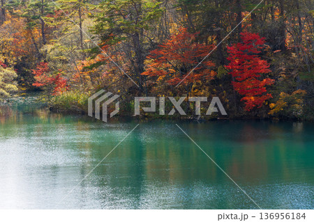 秋の福島裏磐梯 紅葉の五色沼湖沼群 毘沙門沼 秋の福島裏磐梯 紅葉の五色沼湖沼群 毘沙門沼 136956184