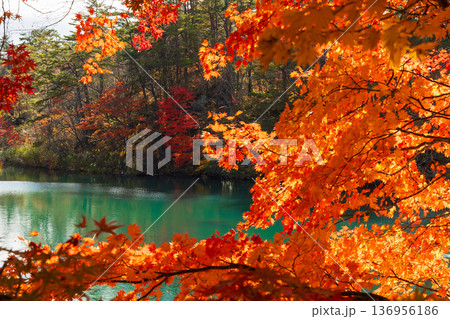秋の福島裏磐梯 紅葉の五色沼湖沼群 毘沙門沼 秋の福島裏磐梯 紅葉の五色沼湖沼群 毘沙門沼 136956186