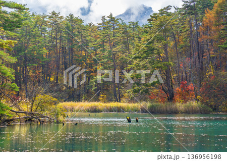 秋の福島裏磐梯　紅葉の五色沼湖沼群　毘沙門沼 136956198