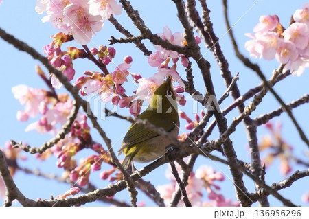 満開の河津桜にとまる愛らしいメジロ 蜜を吸う 満開の河津桜にとまる愛らしいメジロ 蜜を吸う 136956296