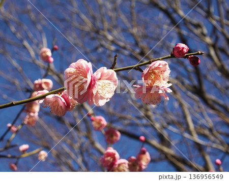 白梅(はくばい)の花のクローズアップ 白梅(はくばい)の花のクローズアップ 136956549