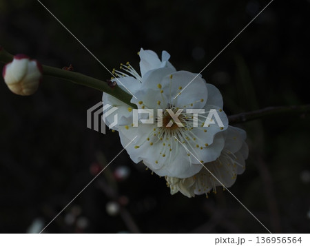 暗い背景に映える白い梅(ウメ)の花と蕾のクローズアップ 暗い背景に映える白い梅(ウメ)の花と蕾のクローズアップ 136956564
