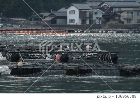 漁港に並ぶ養殖いかだ 漁港に並ぶ養殖いかだ 136956589