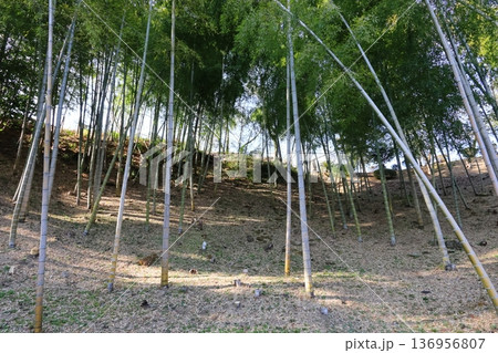 間引かれた竹林の開放的な風景 136956807