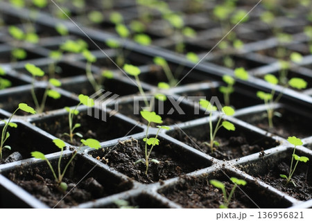 Young seedlings of Alps strawberries in reusable plastic tray. 136956821