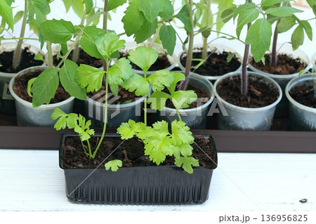 Celery seedlings in reusable plastic tray in front on white wood table. Celery seedlings in reusable plastic tray in front on white wood table. 136956825