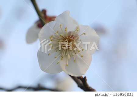 白い梅の花 136956833