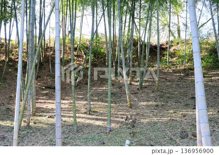 間引かれた竹林の開放的な風景 136956900