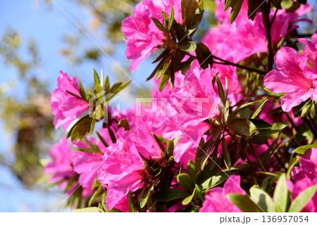 オオムラサキ　ツツジ 136957054