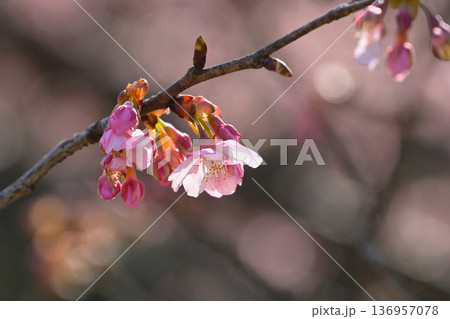 おかめ桜、陽春 おかめ桜、陽春 136957078