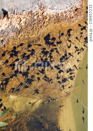 水辺に密集する無数のおたまじゃくし 136957232