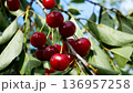 Red ripe cherries hanging on a tree in the garden. 136957258