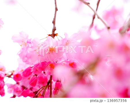 美しい河津桜 136957356