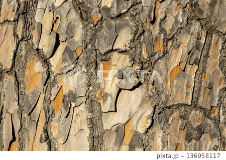 Maritime Pine, Pinus pinaster trunk symbol. Texture made of maritime pine tree bark. Beautiful Maritime Pine, Pinus pinaster trunk background. Conceptual image. Peaceful nature. Maritime Pine, Pinus pinaster trunk symbol. Texture made of maritime pine tree bark. Beautiful Maritime Pine, Pinus pinaster trunk background. Conceptual image. Peaceful nature. 136958117