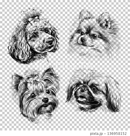 Set of hand drawn decorative dog portraits in detailed black and white sketch style. Small companion breeds with expressive faces, fluffy fur, and realistic shading. Artistic illustration isolated on Set of hand drawn decorative dog portraits in detailed black and white sketch style. Small companion breeds with expressive faces, fluffy fur, and realistic shading. Artistic illustration isolated on 136958152