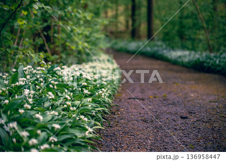 Stunning spring beech forest scene with loads of flowering ramsons - wild garlic 136958447