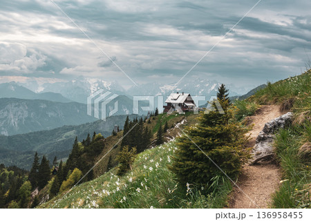 Mountain landscape with daffodil narcissus flowers and shelter house on Golica, Slovenia, at spring 136958455